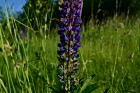 priroda-30.jpg