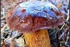 priroda-33.jpg