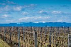 Blaufrankischland20-38.jpg